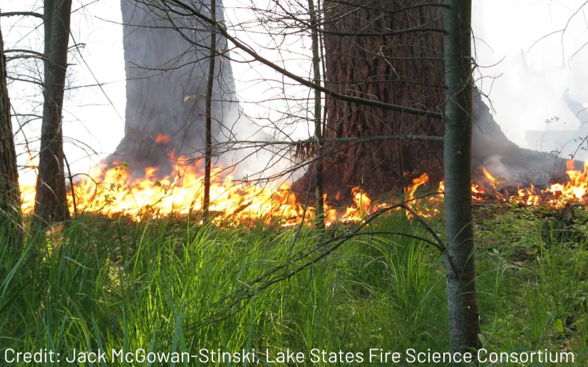 Phenology of Fire: Listening to the Plants and Animals Virtual Panel 